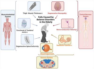 Falls caused by balance disorders in the elderly with multiple systems involved: Pathogenic mechanisms and treatment strategies